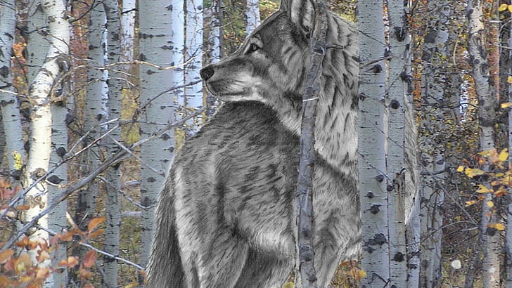 Leader Of The Woods, bois, loup chiot, animaux, chiens, loup gris, nature, faune, loup blanc, Fond d'écran HD