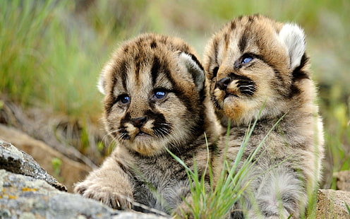 Adorable Puma Cubs, dos cachorros de león, león montañés, cachorros, lindo, belleza, adorable, animales, Fondo de pantalla HD HD wallpaper