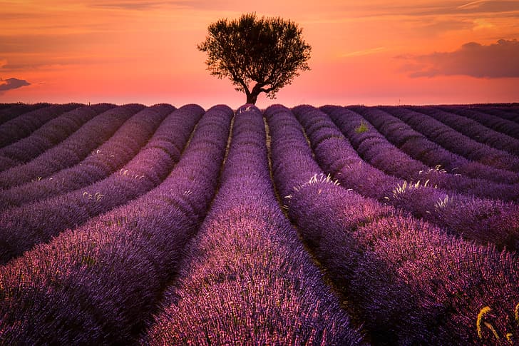 field, landscape, sunset, nature, tree, France, lavender, Provence, Valensole, municipality, HD wallpaper
