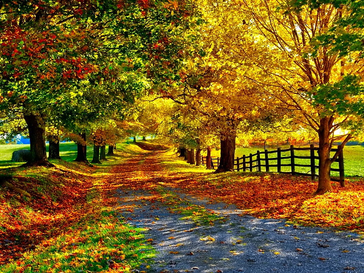 outono, outono, primavera, verão, HD papel de parede