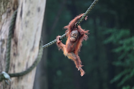 Apor, orangutang, baby djur, apa, primat, HD tapet HD wallpaper