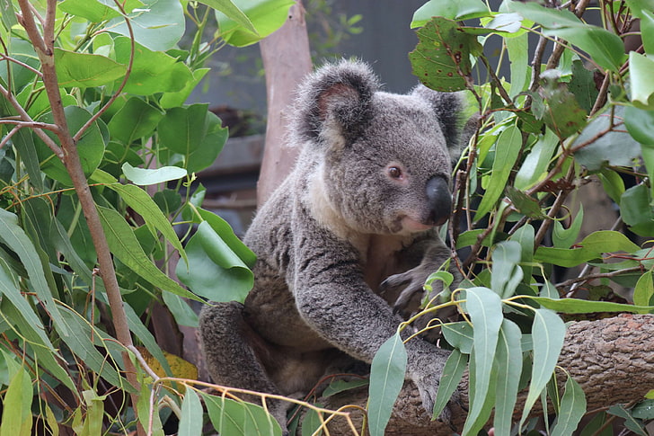 australia, koala, koalas, wildlife, zoo, HD wallpaper