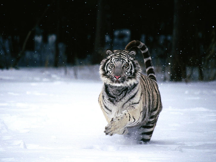 сив и черен тигър, тигър, животни, бели тигри, HD тапет