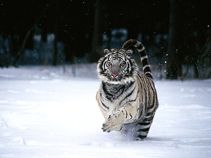 เสือโคร่งสีเทาและสีดำเสือสัตว์เสือขาว, วอลล์เปเปอร์ HD HD wallpaper