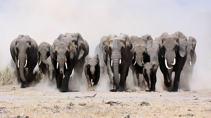 graue Elefanten, Elefanten, Tiere, HD-Hintergrundbild
