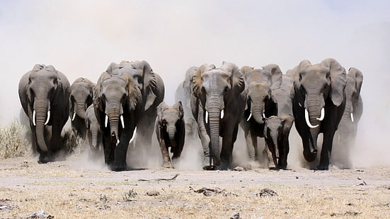 grå elefanter, elefant, djur, HD tapet HD wallpaper
