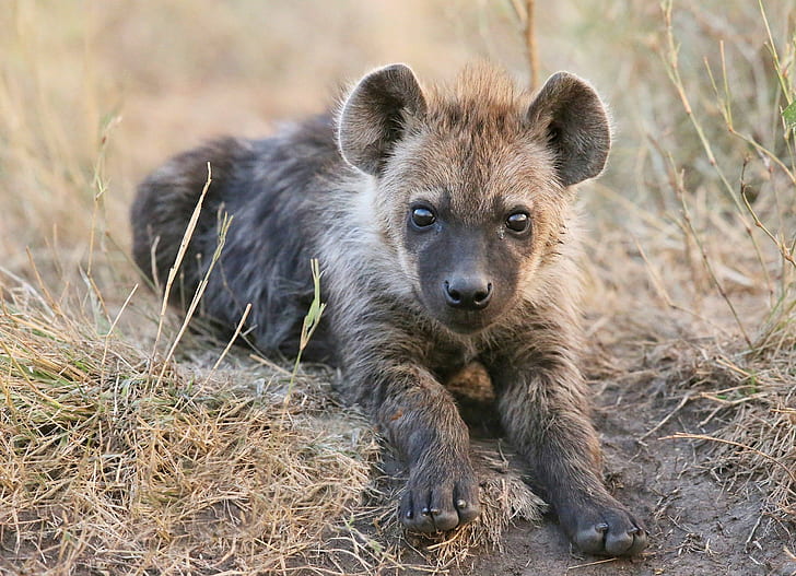 animals, baby, cub, cubs, grass, hyena, predator, HD wallpaper