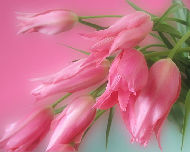 pink flowers, flowers, pink, green, HD wallpaper