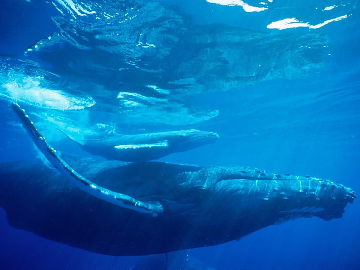 baleine, animaux, Fond d'écran HD