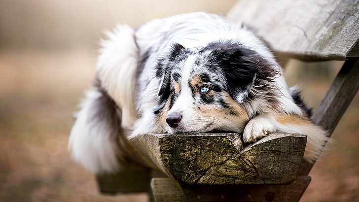 Australian Shepherd, dog, blue eyes, HD wallpaper