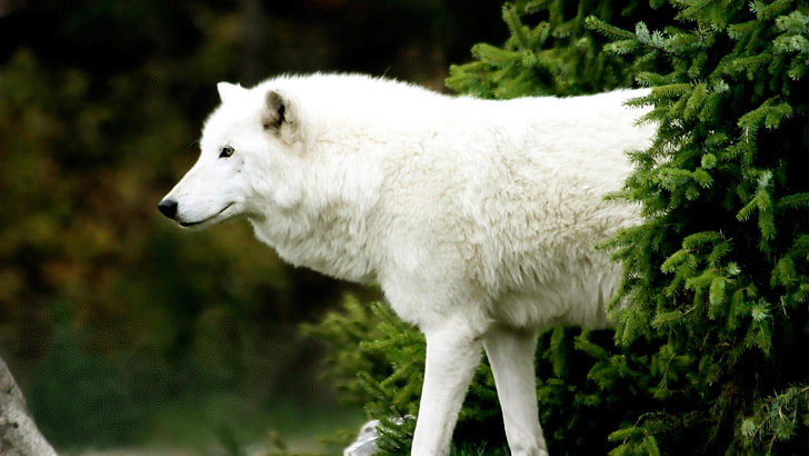 white wolf, wolf, animals, mammals, wildlife, HD wallpaper