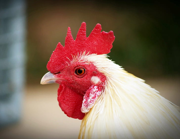 animal, avian, beak, bird, chicken, close up, cockscomb, domestic, farm, feather, fowl, hen, livestock, poultry, white, HD wallpaper