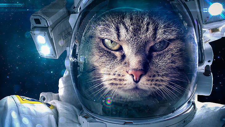 고양이, 재미, 우주복, 우주 비행사, 우주, HD 배경 화면