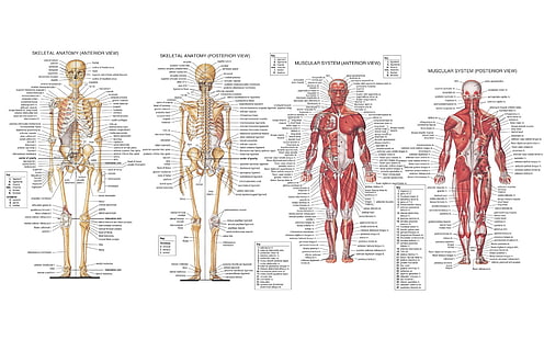 Иллюстрация человеческого тела, Художественное, Анатомия, HD обои HD wallpaper