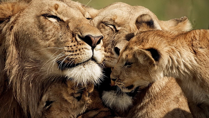 imagem de família leão, HD papel de parede
