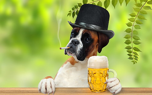 boxer, cerveza, cigarro, perro, sonbrero, Tapety HD HD wallpaper
