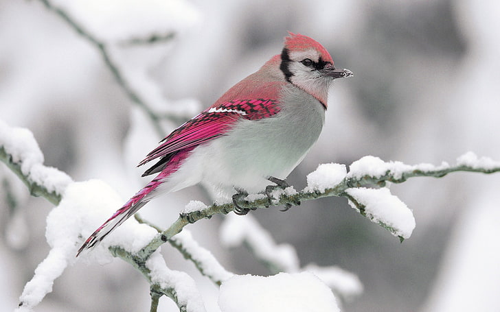 hewan, salju, burung, musim dingin, Wallpaper HD