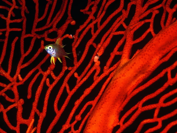 المنسوجات الأزهار الحمراء والبيضاء ، تحت الماء ، البحر ، المرجان ، الأسماك، خلفية HD