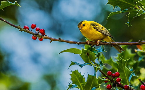 Сладка малка жълта птица, сладка птица, клони, фон, HD тапет HD wallpaper