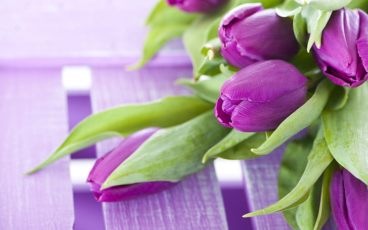 Фиолетовые цветы, букет тюльпанов, Фиолетовый, Цветы, Букет, Тюльпаны, HD обои