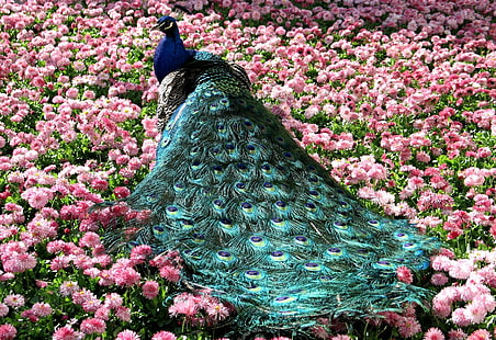 blauer und grüner Pfau, Pfau, Schwanz, schön, Gras, Blumen, HD-Hintergrundbild HD wallpaper