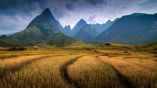природа, пейзаж, планини, облаци, Виетнам, поле, дървета, гора, колоски, хълмове, HD тапет HD wallpaper