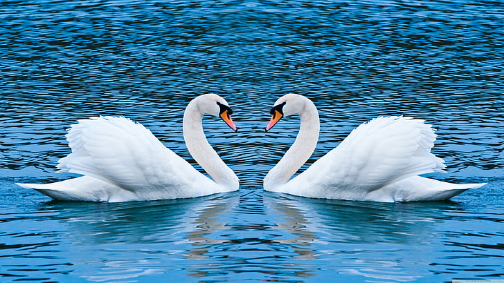 animals, lakes, love, swans, HD wallpaper