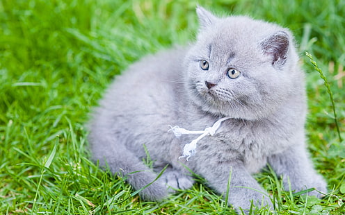 Brittisk korthår, grå kattunge, gräs, brittisk, korthår, grå, kattunge, gräs, HD tapet HD wallpaper