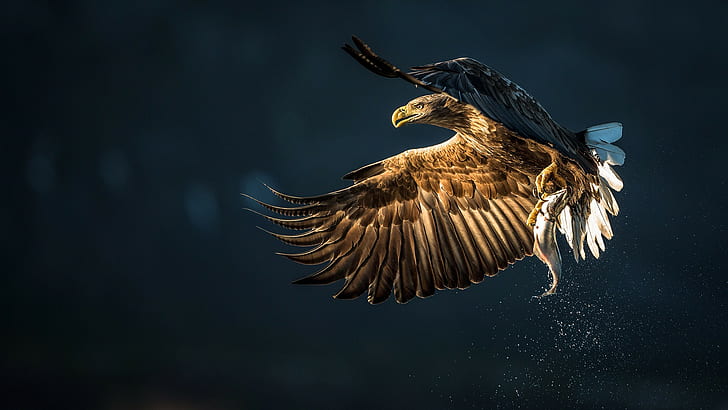 Aquila uccello pescare, aquila marrone, uccello, aquila, preda, pesce, pescare, schizzi, Sfondo HD