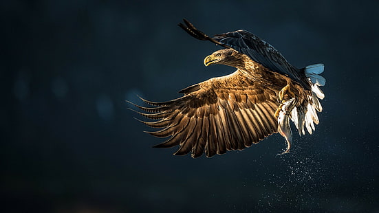 Oiseau aigle attraper des poissons, aigle brun, oiseau, aigle, proie, poisson, capture, éclaboussures, Fond d'écran HD HD wallpaper