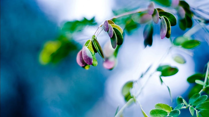 rosa und grüner Blumendekor, Blätter, Pflanzen, Natur, Schärfentiefe, HD-Hintergrundbild