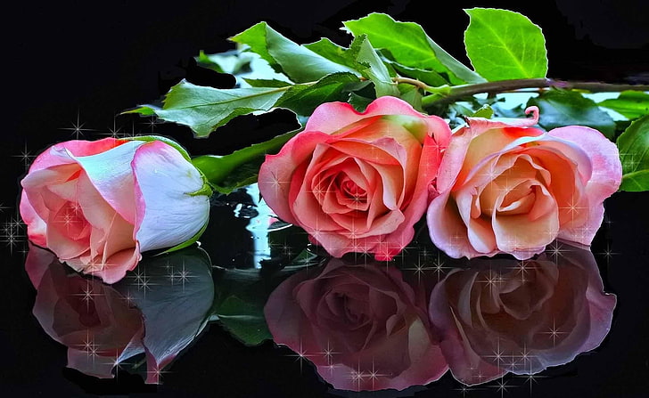 three pink roses, roses, flowers, three, sparkle, reflection, black background, HD wallpaper