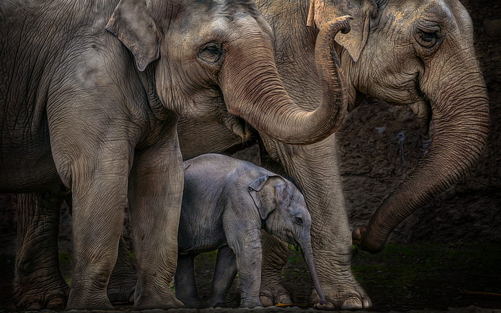 Elephant HD, ilustrasi tiga gajah, hewan, gajah, Wallpaper HD