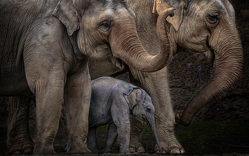 Слон HD, иллюстрация трех слонов, животные, слон, HD обои HD wallpaper