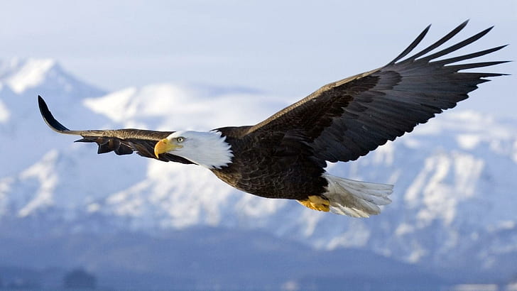 Американски плешив орел в полет Desktop Wallpaper Hd за мобилни телефони и лаптопи 2560 × 1440, HD тапет