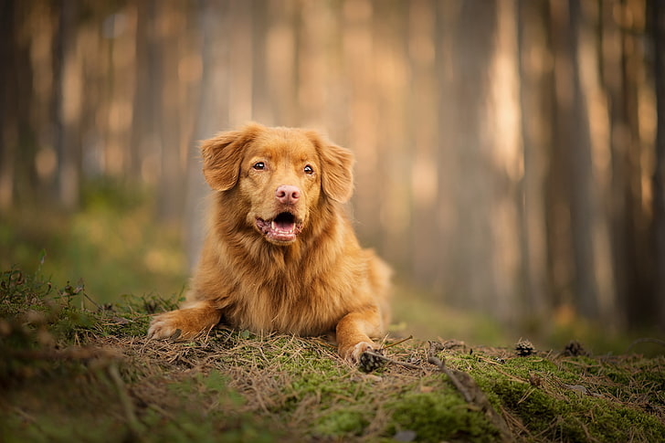 лес, собака, боке, новошотландский ретривер, HD обои