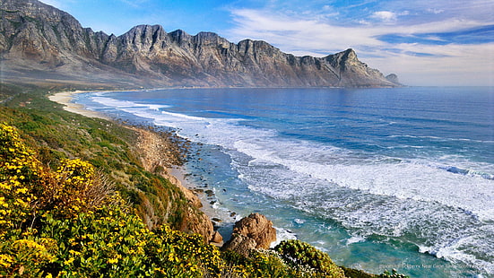 Blooming Tickberry, près de Cape Town, Afrique du Sud, Afrique, Fond d'écran HD HD wallpaper