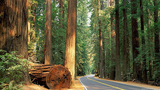 Redwood Trees Road Forest HD, природа, дървета, гора, път, секвоя, HD тапет HD wallpaper