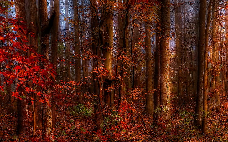 Thinking Of Autumn, red leafed tree, trees, forest, pretty, beautiful, 3d and abstract, HD wallpaper
