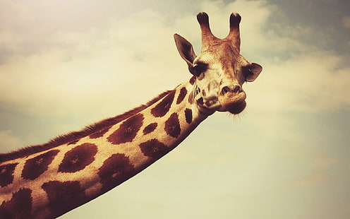 кафяв жираф, жирафи, вратове, лице, рога, дива природа, фотография, HD тапет HD wallpaper