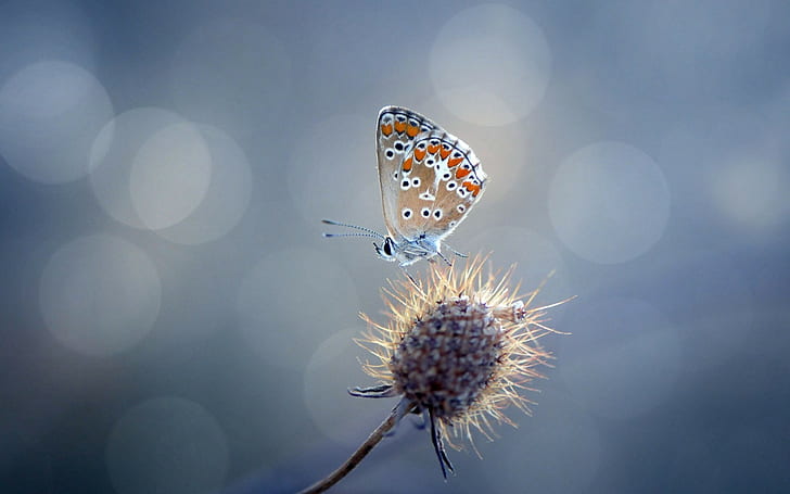 butterfly, nature, insect, animals, flowers, HD wallpaper