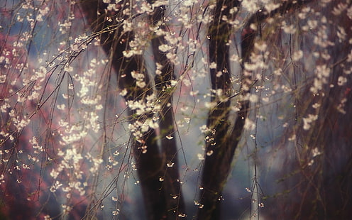 Cerezo en flor, árboles, flores, primavera, cereza, floración, árboles, flores, primavera, Fondo de pantalla HD HD wallpaper