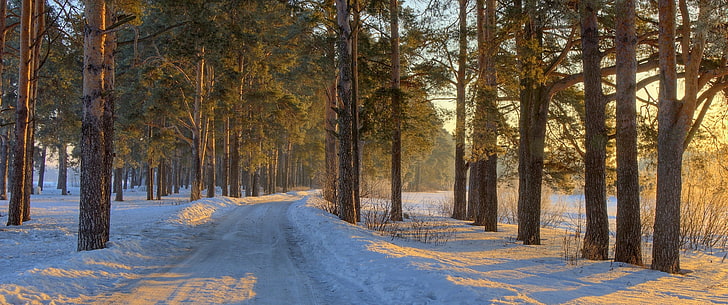 nature, landscape, morning, sunlight, forest, road, winter, snow, panoramas, cold, trees, Russia, HD wallpaper
