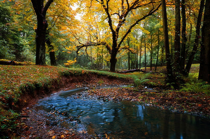 Осенний лесной пейзаж, лес, осень, природа, пейзаж, Best s, s, скачать, HD обои