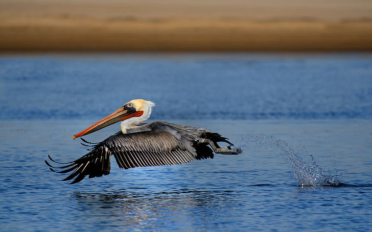 Bird Pelican HD, animals, bird, pelican, HD wallpaper