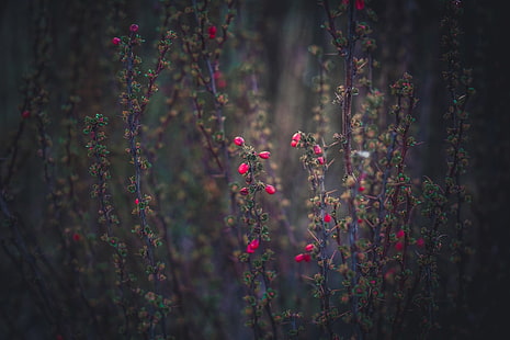 tanaman berdaun hijau, musim semi, bunga, rumput, Latvia, Riga, alam, tanaman, sketsa, Wallpaper HD HD wallpaper