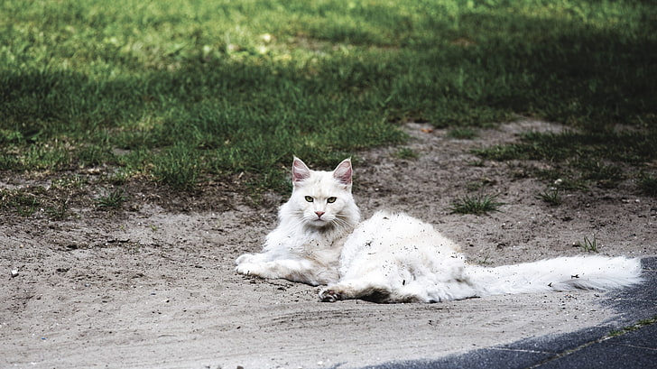 قطة بيضاء ، مستلقية ، تنظر إلى المشاهد ، حيوان، خلفية HD