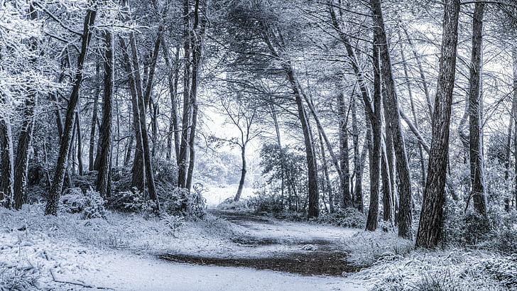 snow, winter, forest path, snowy, tree, forest, wintertime, winter season, winter landscape, path, HD wallpaper