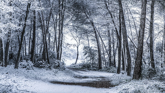 снег, зима, лесная тропинка, снежная, дерево, лес, зима, зимнее время года, зимний пейзаж, тропинка, HD обои HD wallpaper