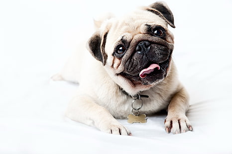 yetişkin açık kahverengi pug, pug, yüz, mutlu, bak, köpek yavrusu, HD masaüstü duvar kağıdı HD wallpaper